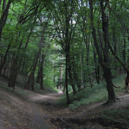 Джунгли Дагестана: групповая экскурсия в Самурский лиановый лес