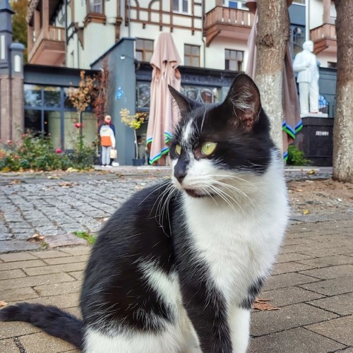 Индивидуальная прогулка выходного дня: Калининград, Зеленоградск, Куршская коса