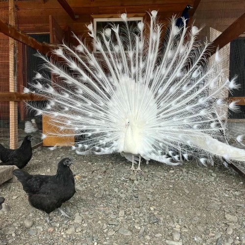 Агроэкскурсия на ферму и мастер-класс с перьями павлина