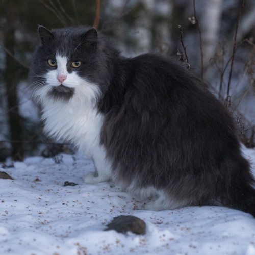 И уносит меня, и уносит меня в звенящий снежный Алтай (мини-группа)