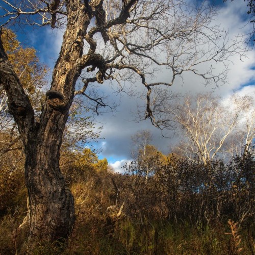 Большой поход с рюкзаками и палатками по Камчатке: вулканы, Тихий океан, термы и альпийские луга