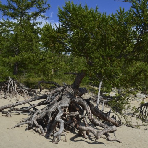 Почувствовать силу природы Байкала: мини-путешествие к бухте Песчаной и в Листвянку