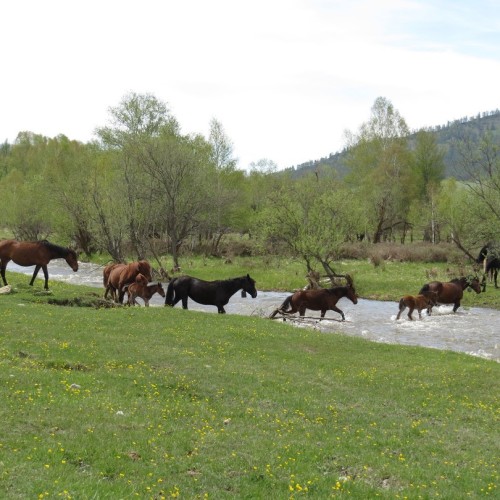 Этнотур по Алтайскому краю и Республике Алтай: всё включено