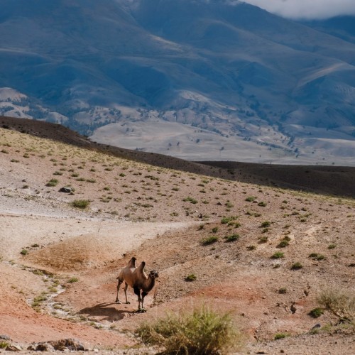 Увидеть Алтай во всей красе: Чуйский тракт, Гейзерное озеро, Марсианские пейзажи, горы и перевалы