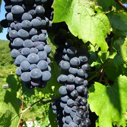 Перезагрузка в горах и на море в мини-группе