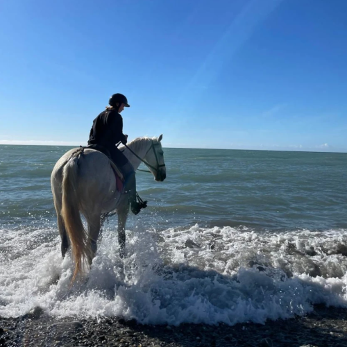 Конные прогулки для уверенных всадников: горы, море, чайные плантации и реликтовые леса Сочи