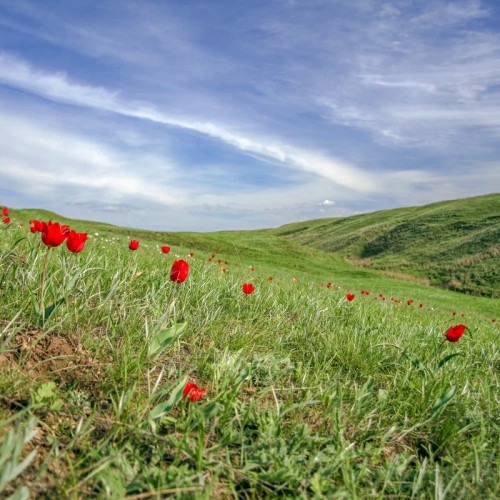 На выходные в Калмыкию: Элиста и цветущие степи