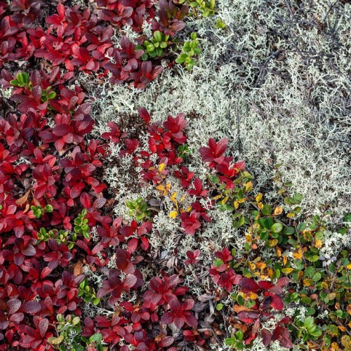 На Кольский полуостров через Карелию: автобусный тур по знаковым локациям (из Санкт-Петербурга)