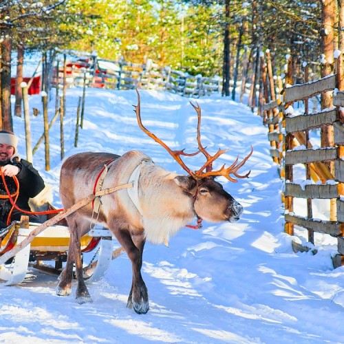 Олени, Север и белазы!