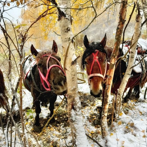 Конный тур для новичков по осеннему Алтаю с проживанием на базе. Всё включено