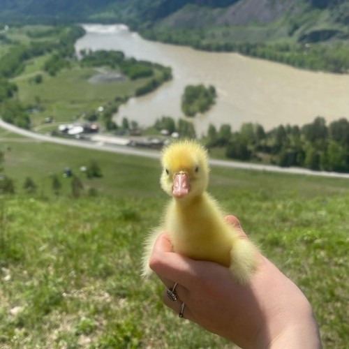 Знакомство с достопримечательностями, флорой и фауной Горного Алтая с проживанием в экодоме