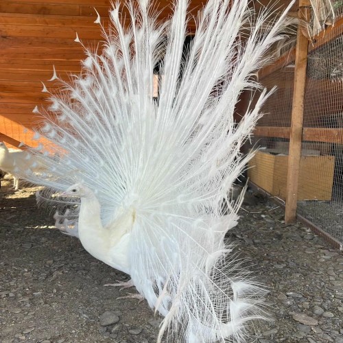 Агроэкскурсия на ферму и мастер-класс с перьями павлина