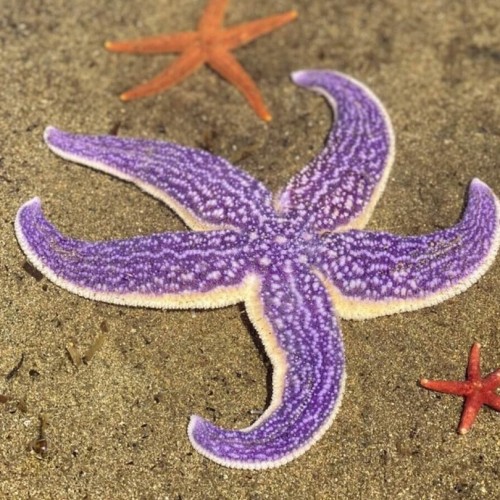 Путешествие на Дальний Восток: Сахалин и Кунашир