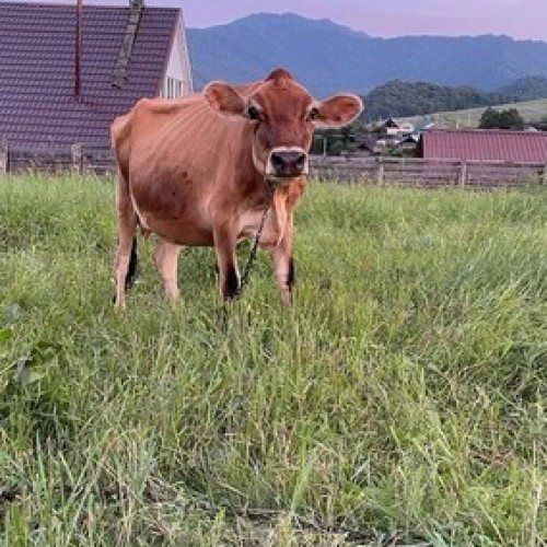 На Алтай из Новосибирска в мини-группе с проживанием в экодоме: топовые места и фермы