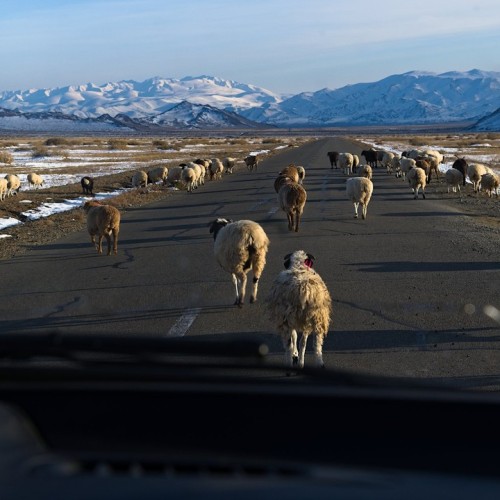 Из Алтая, по Чуйскому тракту — в Монголию на фестиваль беркутчи с проживанием в юрте