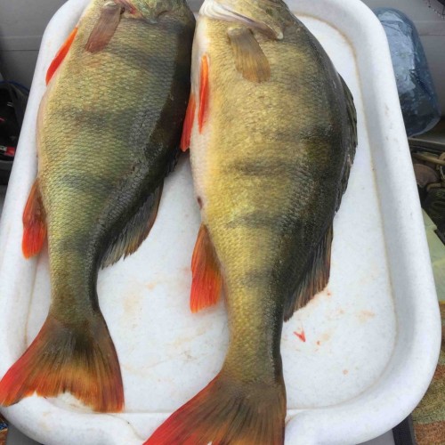 Результативная рыбалка на Гусином озере в своей компании