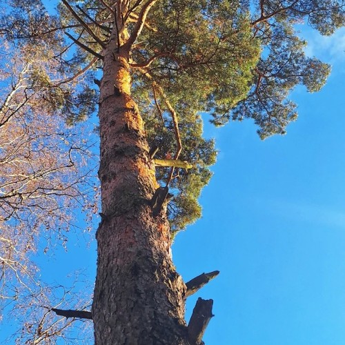 Ладога и звуки леса: побег на природу в небольшой компании от шума и суеты Петербурга