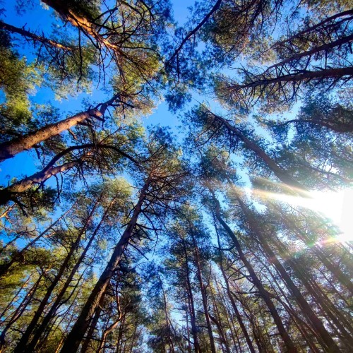 Балтийский берег: Калининград, Куршская коса и очарование курортов