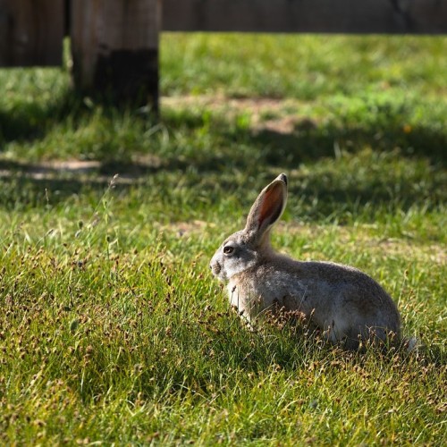 Тур по главным и редким местам Алтая на УАЗах: Чуйский тракт, горы, урочища, озёра и скалы