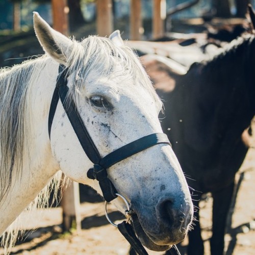 Галопом по Карачаево-Черкесии: конный выезд для опытных всадников