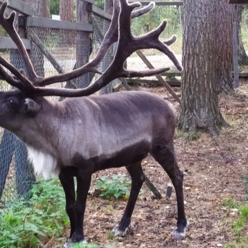 Два дня в Ладожской Карелии: тур из Петербурга