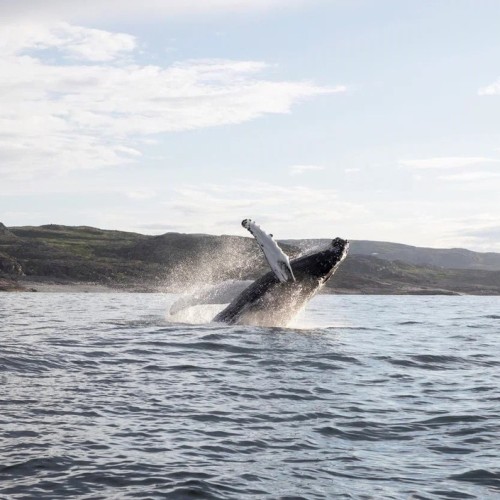Сияние, киты и ты: Арктика с айс-флоатингом и этнопрограммой, выходом в море и посещением Териберки