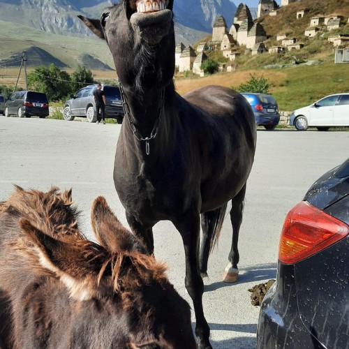 Кавказские каникулы: Северная Осетия, Грузия, Армения