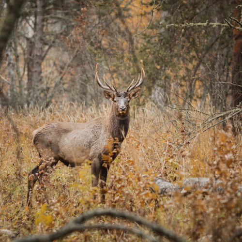 Всё включено в заповедной Башкирии с проживанием в модульном доме и душевной лепкой пельменей