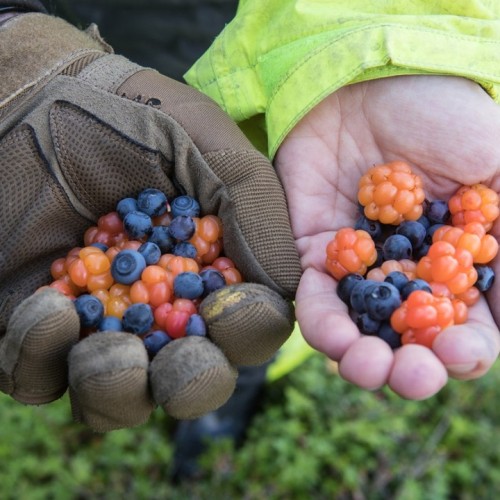 Экстремальная экспедиция на вездеходах: 1000 км вдоль Баренцева и Белого морей (всё включено)
