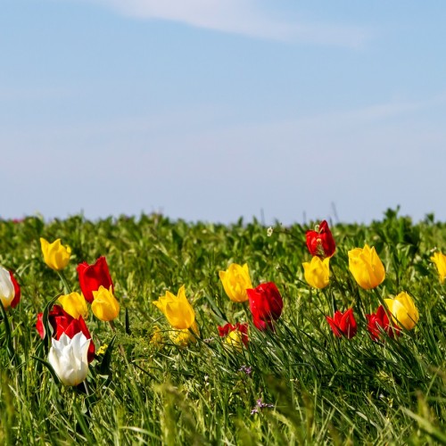 В Элисту из Волгограда на автобусе: вальс тюльпанов, этнопрограмма, мастер-классы и «Страна Бумба»