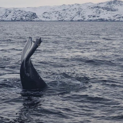 3 дня за полярным кругом: тур с проживанием в купольном отеле премиум-класса