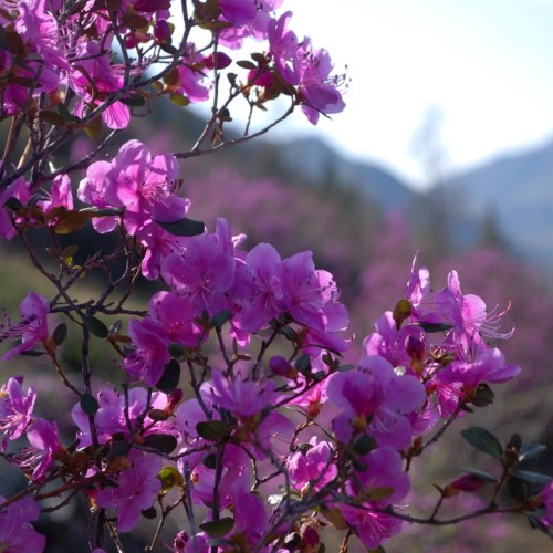 Счастье в горах! От Горно-Алтайска до Монголии через долину Актру: путешествие с треккингами