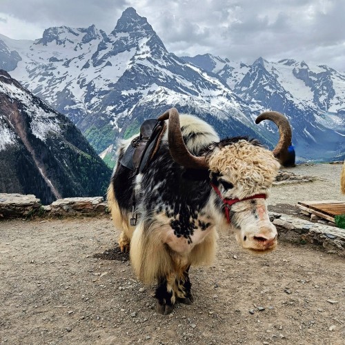 Кавказ ждёт вас: индивидуальный джиппинг выходного дня (из любого города КМВ)