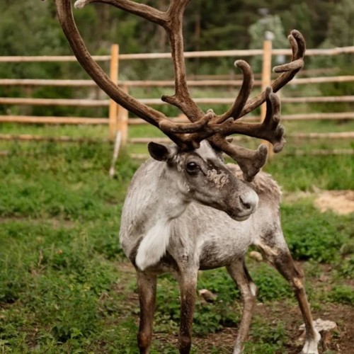 Знакомство с Карелией: хаски, олени, водопады и горный парк «Рускеала» (в группе)