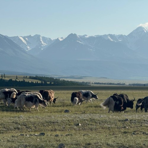 Главное на Чуйском тракте с отдыхом на базе и релаксом в баньке. Всё включено