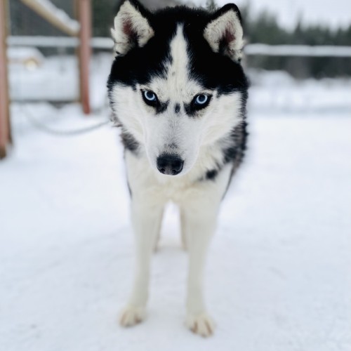 Приключения в Арктике в мини-группе: Териберка, Ловозеро, Хибины и Кировск с активностями