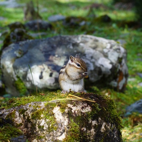 В горы Южной Сибири на Шумак: поход для опытных с рюкзаками и палаткам
