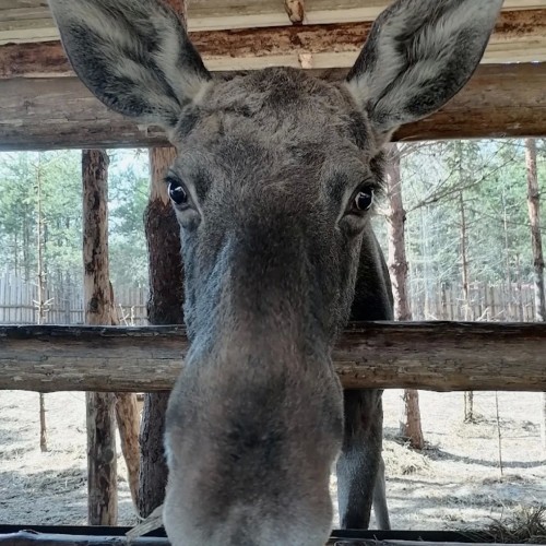 Знакомство с Карелией: хаски, олени, водопады и горный парк «Рускеала» (в группе)