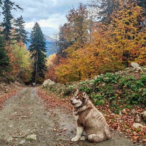 Если с другом вышел в путь: треккинги в Архызе в компании маламута (в мини-группе)