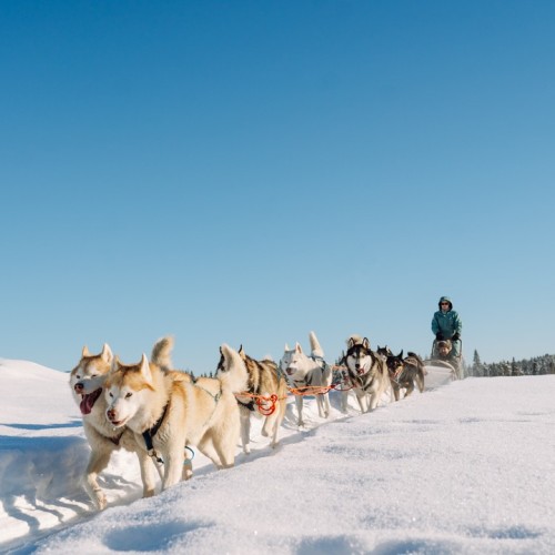 Хаски, «Рускеала», водопады: мини-путешествие в Карелию из Санкт-Петербурга на автобусе