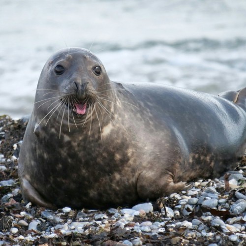 Навстречу гренландским китам: экспедиция к Шантарским островам с лекциями биологов