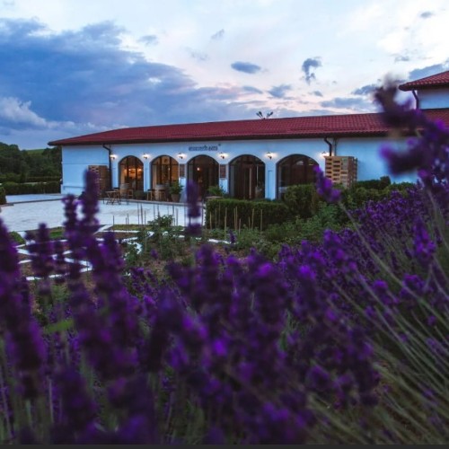 На одной широте с виноградниками Италии: гастропутешествие по винодельням Краснодарского края