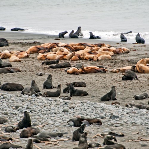 VIP-круиз с экспертами и музыкантами от Камчатки до Чукотки (всё включено)