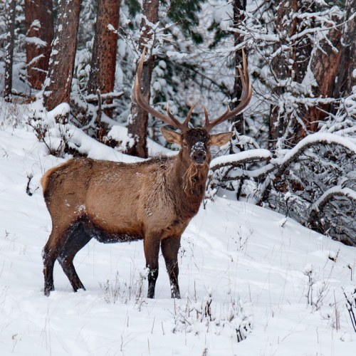 Сказочный Алтай: местные промыслы и природные достопримечательности