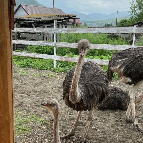 Агроэкскурсия на ферму и мастер-класс с перьями павлина