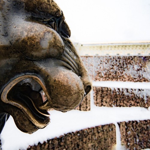 Фантастические твари и где они обитают в Санкт-Петербурге