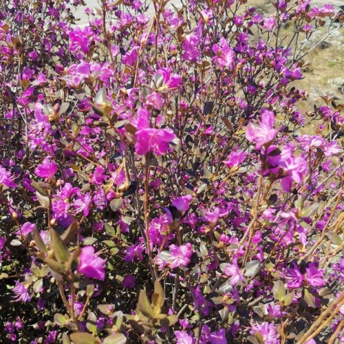 За пейзажами весеннего Алтая: цветение маральника