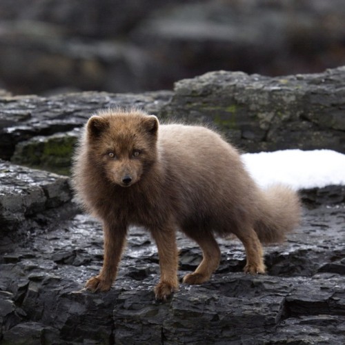 VIP-круиз с экспертами и музыкантами от Камчатки до Чукотки (всё включено)