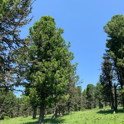 Дух Алтая: путешествие по знаковым локациям