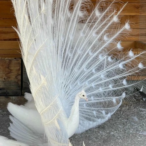 Агроэкскурсия на ферму и мастер-класс с перьями павлина